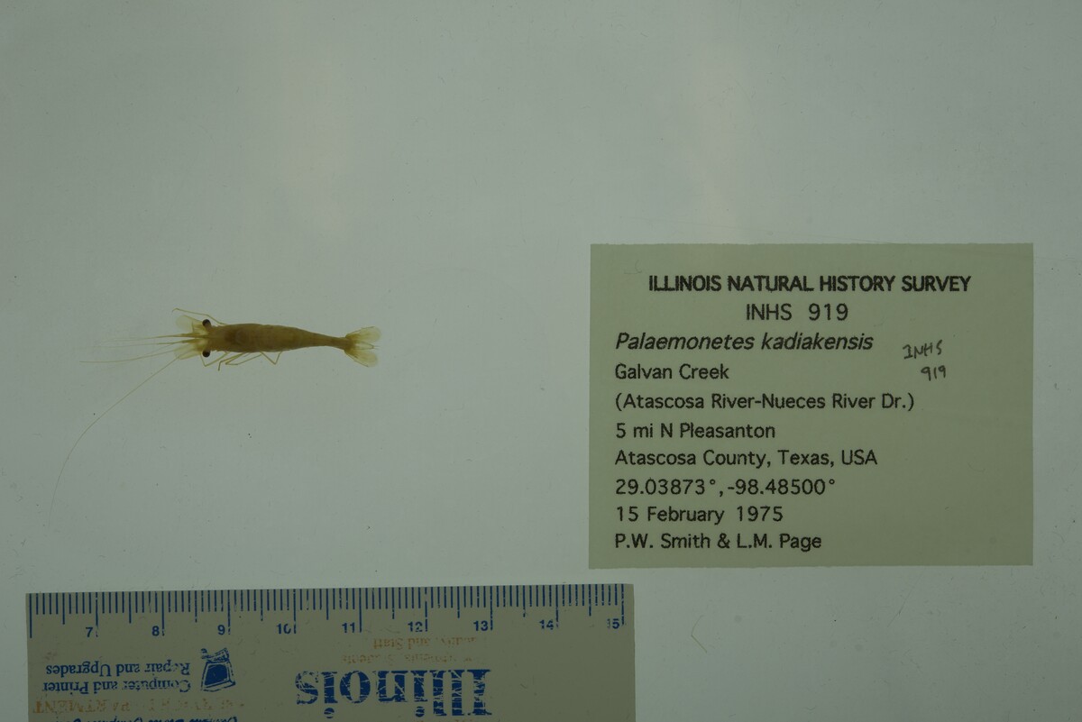 Palaemonidae image